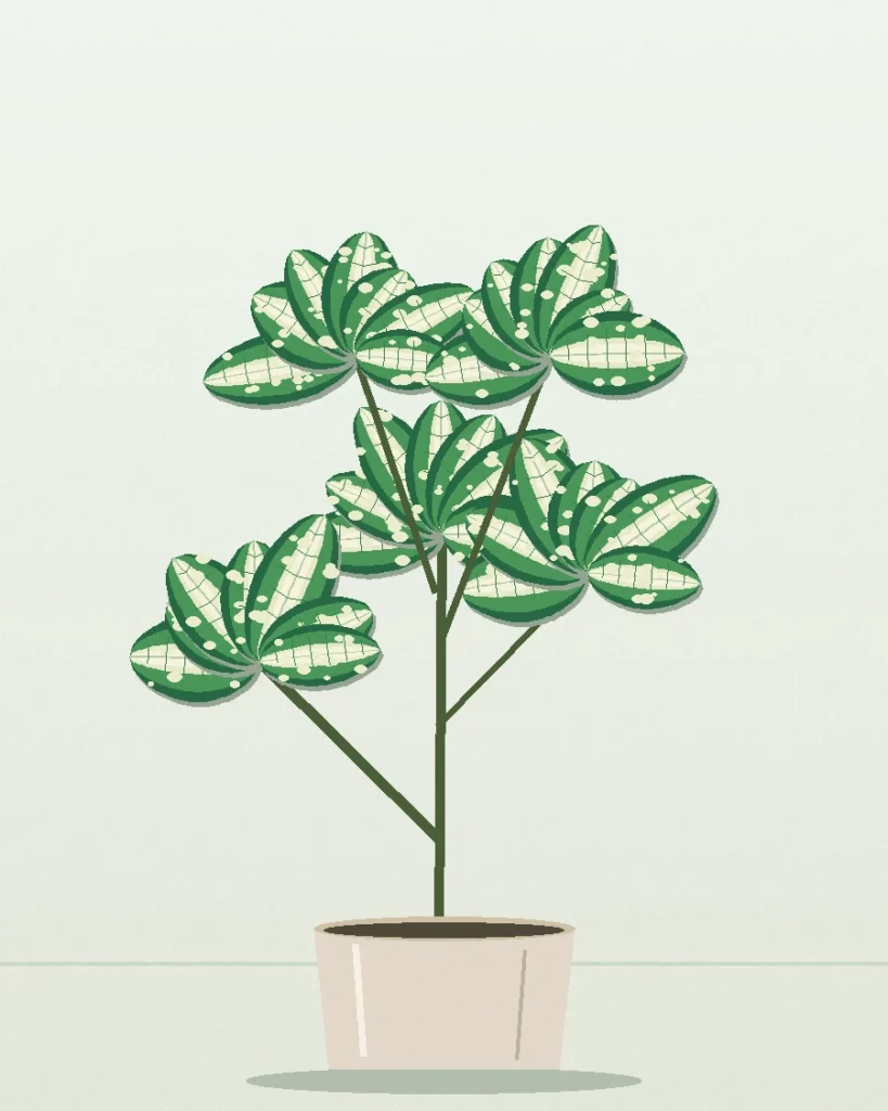 Dracaena Milky Way