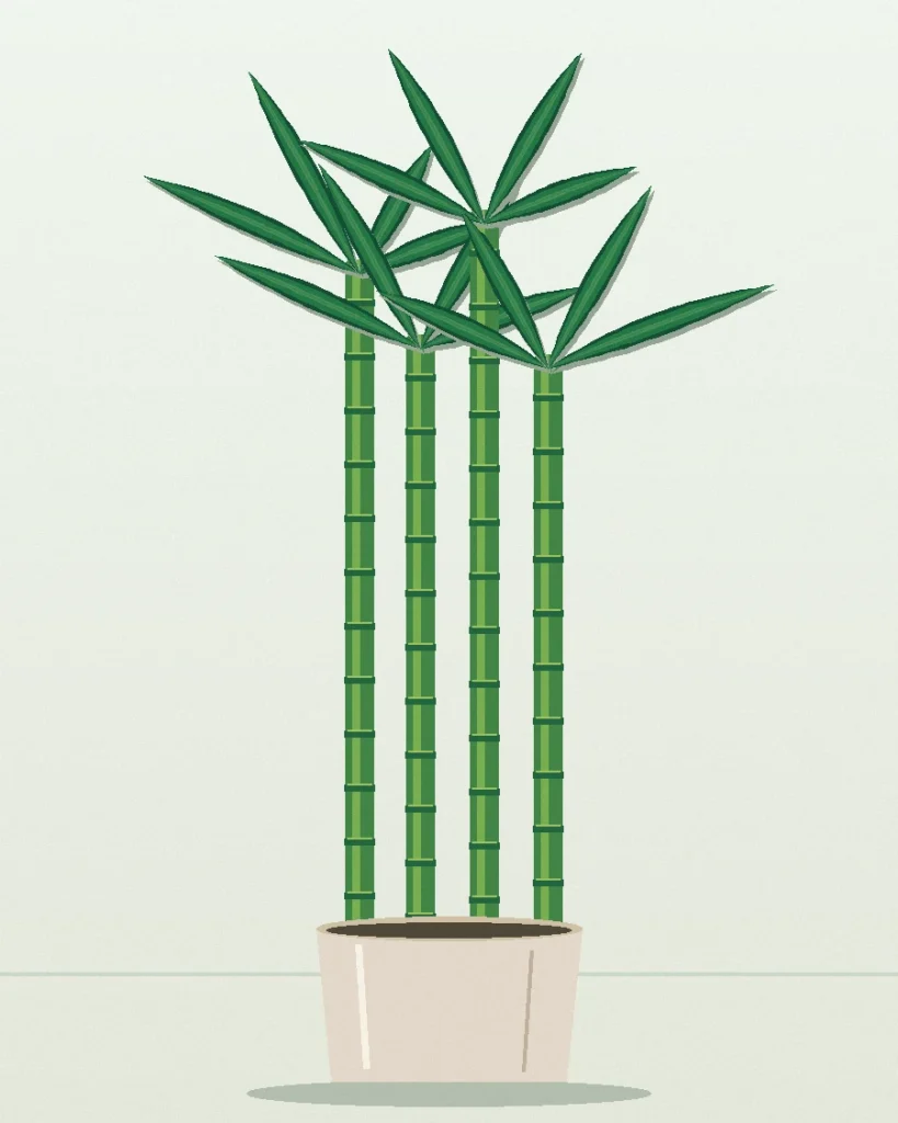 Dracaena Lucky Bamboo