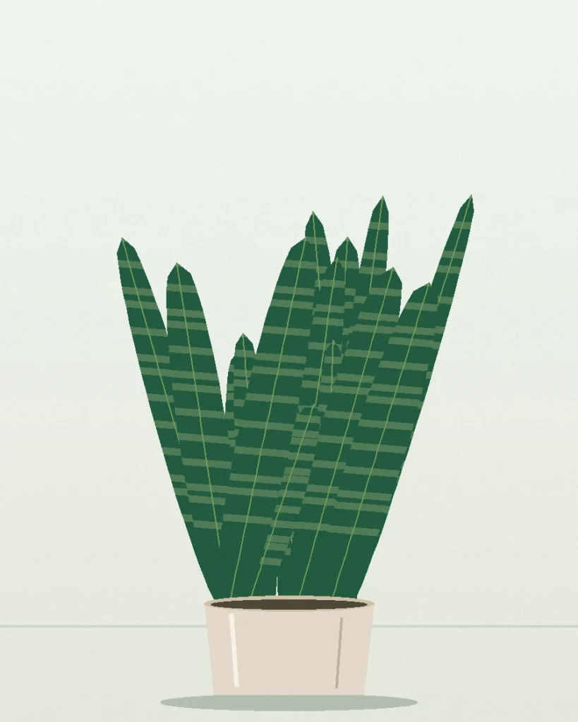 Dracaena Snake Plant