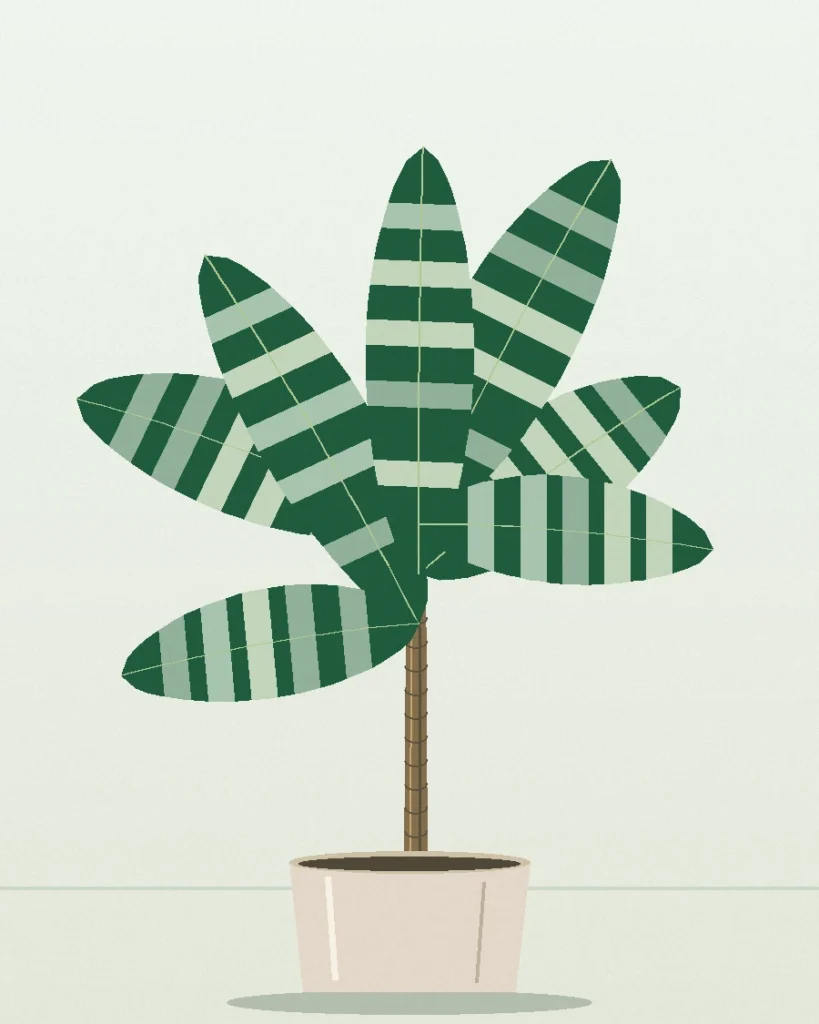 Dracaena goldieana