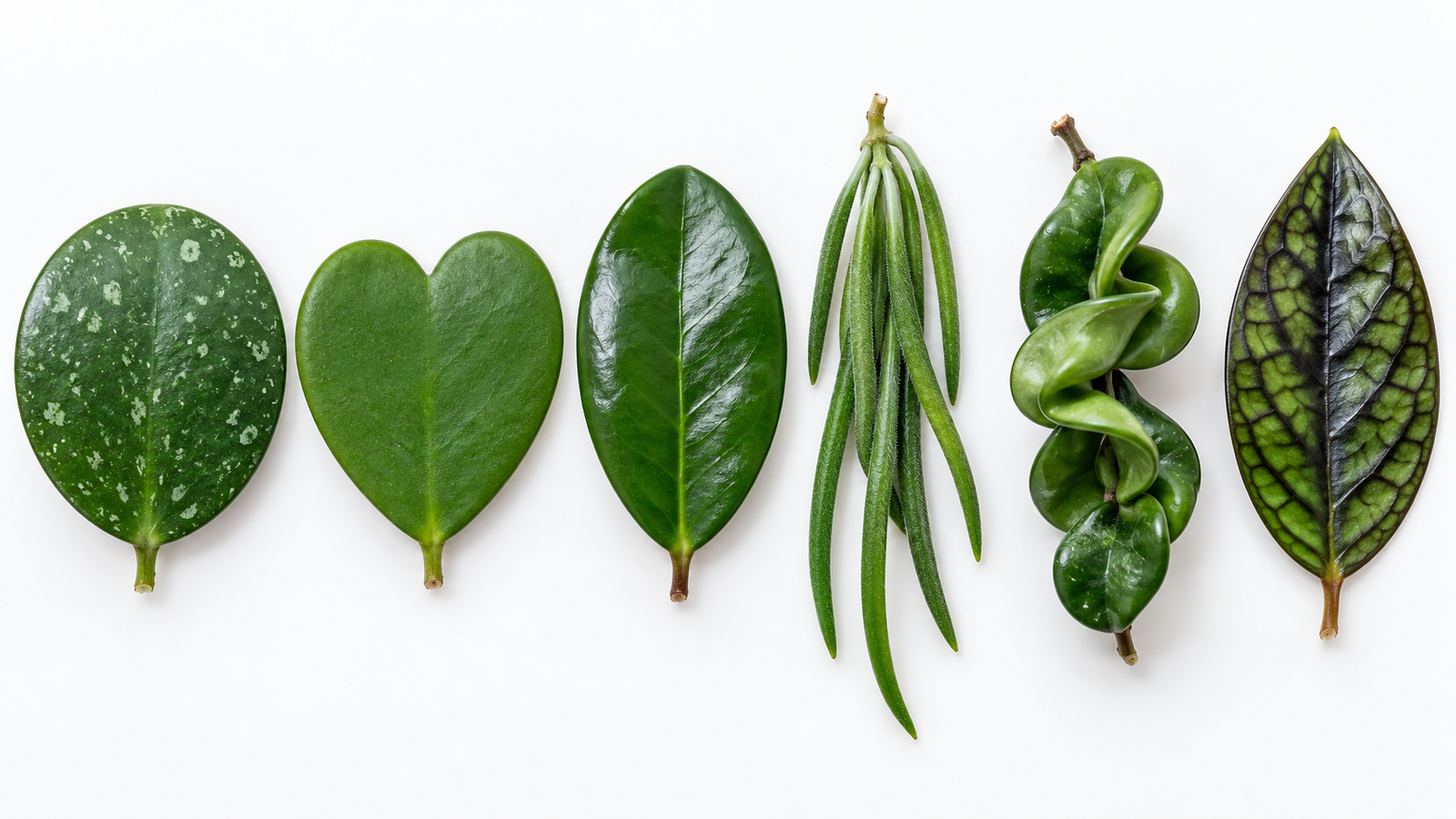 Hoya leaf types