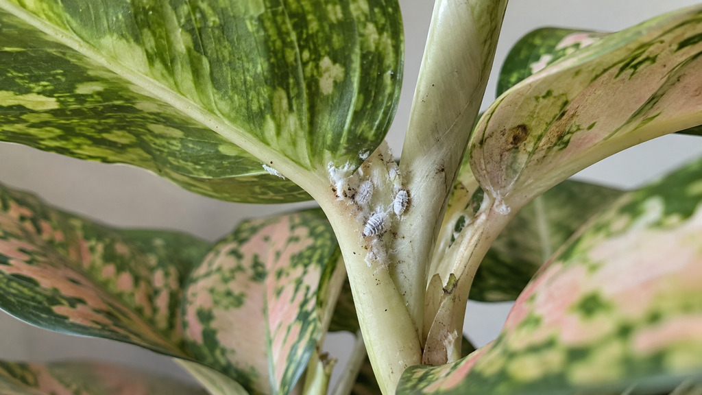 Mealybugs on Aglaonema