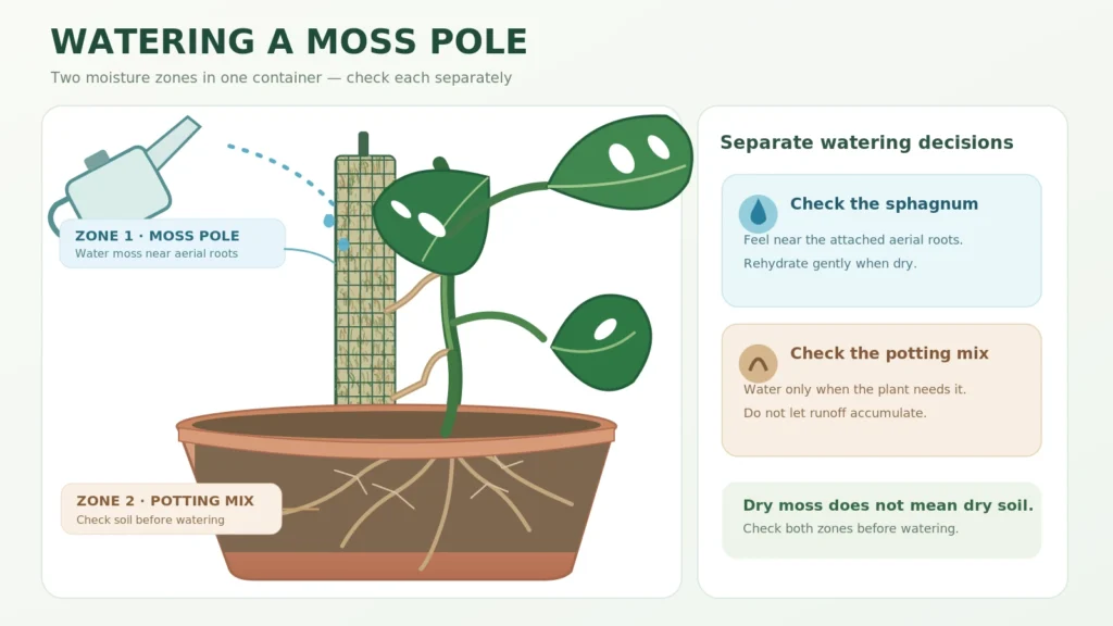 Watering a moss pole