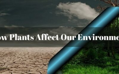 How Plants Affect Our Environment