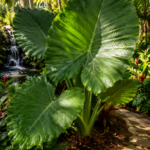 Elephant Ear Plants: Types, Care Guide & Growing Tips