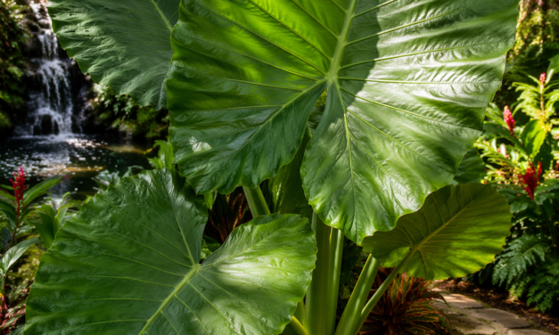 Elephant Ear Plants: Types, Care Guide & Growing Tips