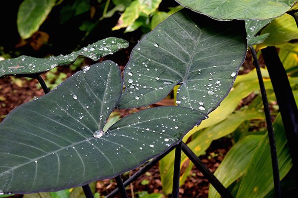 Elephant ear plants- everything you need to know about this magnificent creation