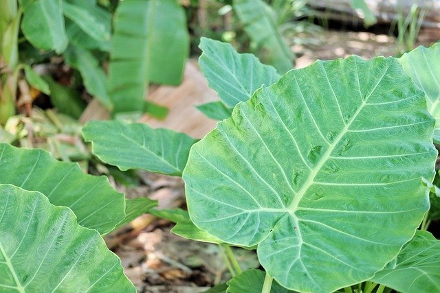 The Things You Must Know About Growing Elephant Ear Plants