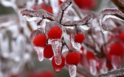Winter Is Here, But Why Stop Gardening?