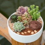Succulent Plants: Types, Care Guide & Growing Tips