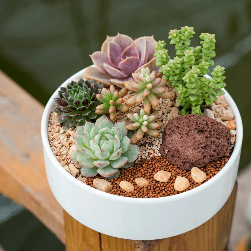 Succulent Plants: Types, Care Guide & Growing Tips