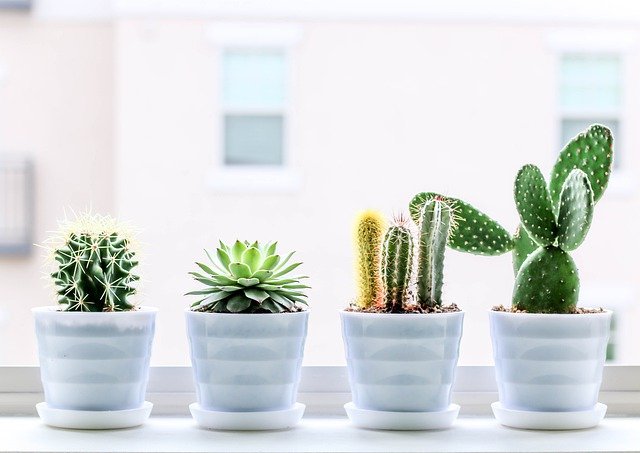 Finest large succulent plants for indoors and outdoors
