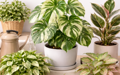 Variegated Houseplants: Best Types, Care & Light Guide