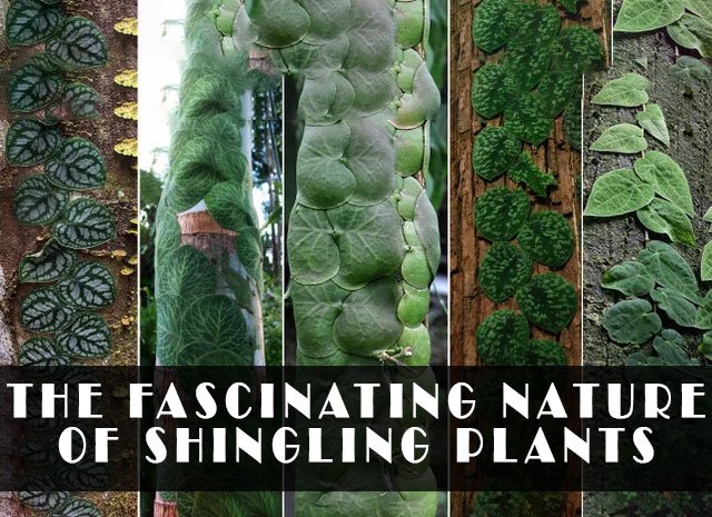 The fascinating nature of shingling plants