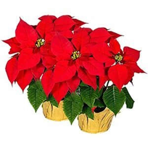 Best Artificial Poinsettia Plants to Decor your Home | Plantsaholic