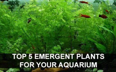 Top 5 Emergent Plants for your Aquarium
