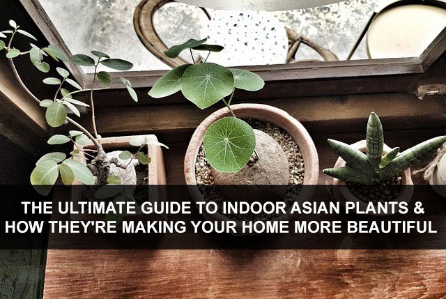 The Ultimate Guide to Indoor Asian Plants & How They’re Making Your Home More Beautiful