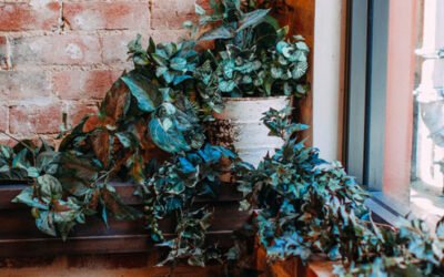 Everything You Need to Know About The Indoor Vine Plants