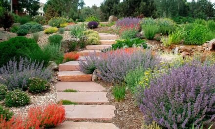 10 best xeriscape plants for arid states of America
