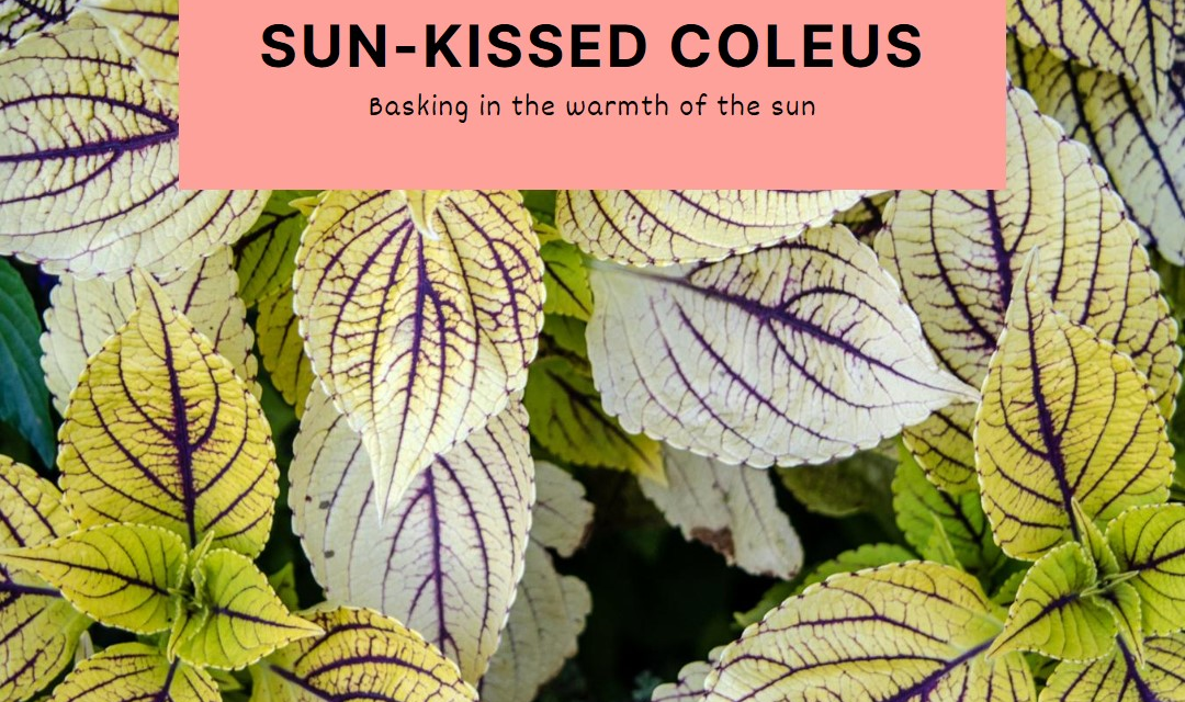 A comprehensive guide to coleus plants