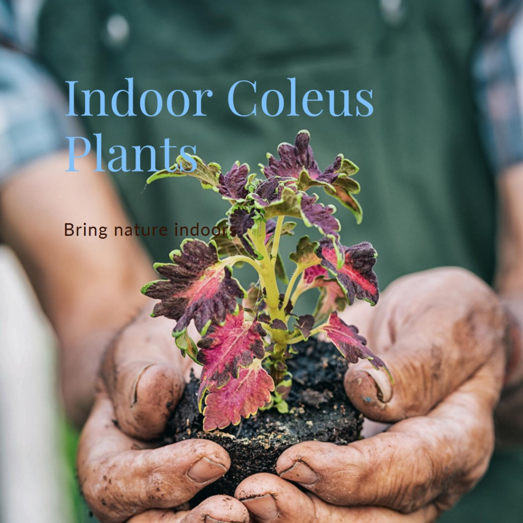 indoor coleus plants