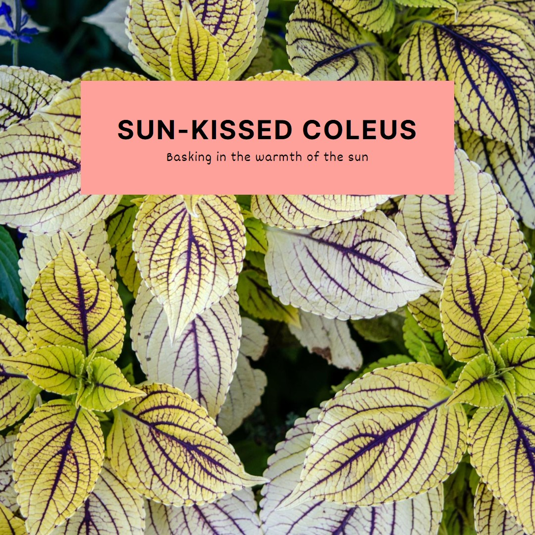 A comprehensive guide to coleus plants
