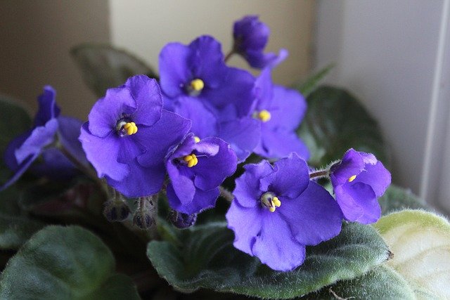Captivating Colors: Exploring the Diversity of Indoor Purple Leaf Plants