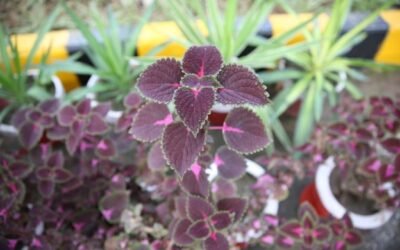 Purple Leaf Plants in Horticulture (Complete Guide for Growers & Designers)
