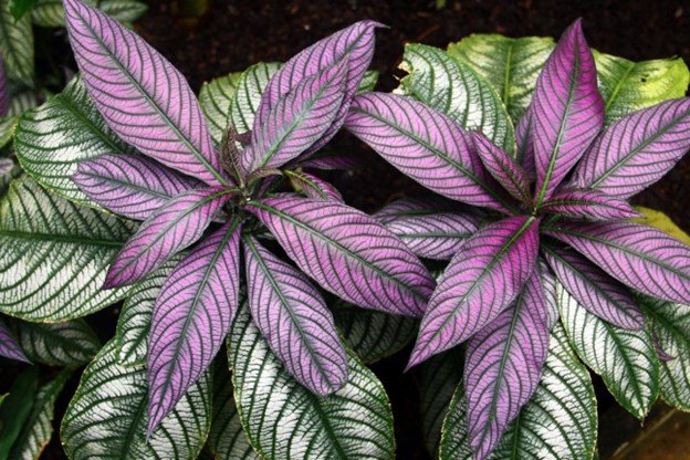 Purple Leaf Plants