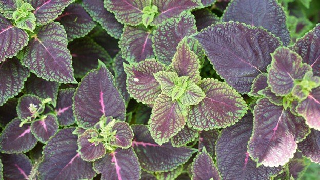 Purple Leaf Plants