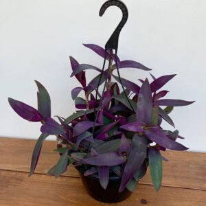 Exploring the Diversity of Indoor Purple Leaf Plants