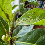 Common Houseplant Pests and How to Get Rid of Them Naturally