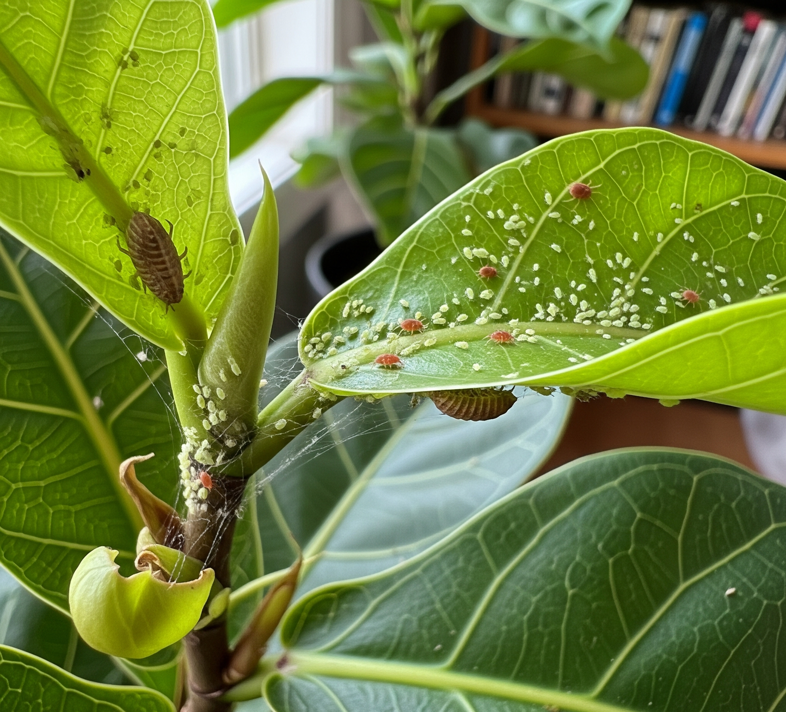 Common Houseplant Pests and How to Get Rid of Them Naturally