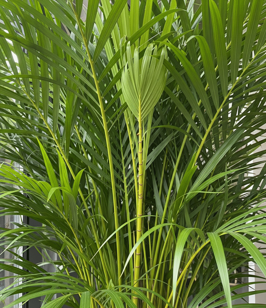 Areca Palm (Dypsis lutescens) is the most loved indoor plants