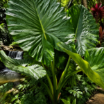 15 Things You Must Know About Growing Elephant Ear Plants