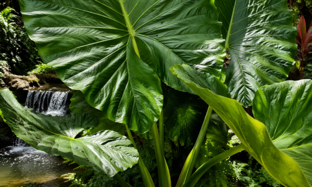 15 Things You Must Know About Growing Elephant Ear Plants