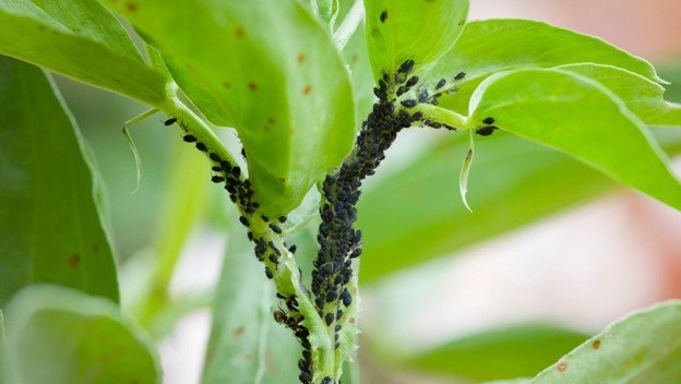 Houseplant Pests 