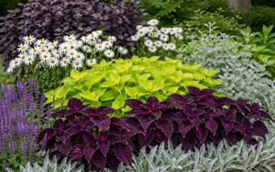 Exploring the Enchanting World of Perennial Purple Leaf Plants