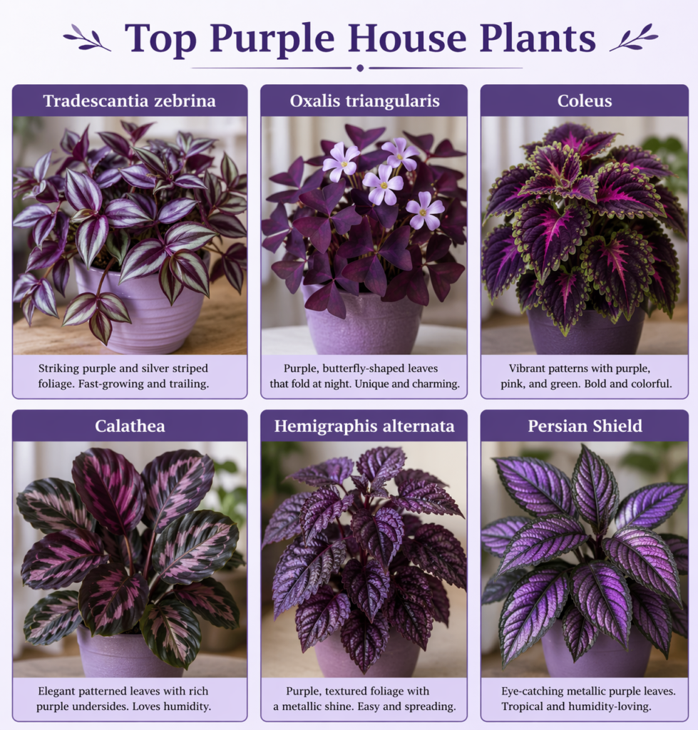 Top Purple House Plants showing six purple foliage plants — Tradescantia zebrina, Oxalis triangularis, Coleus, Calathea, Hemigraphis alternata, and Persian Shield — displayed in labeled pots with brief descriptions on a soft lavender background. 
