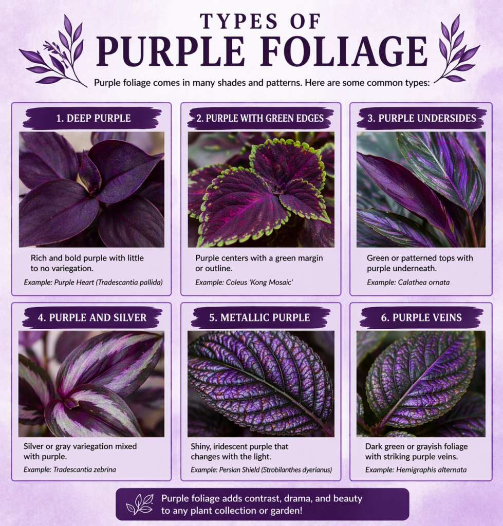 "Types of Purple Foliage" showing six purple leaf styles—deep purple, purple with green edges, purple undersides, purple and silver, metallic purple, and purple veins—each illustrated with plant examples on a soft lavender background.