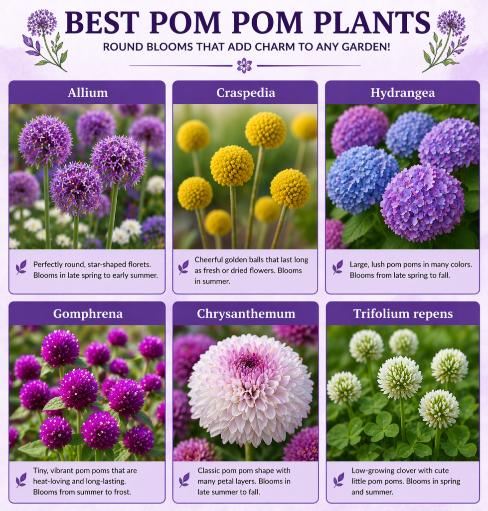 Best Pom Pom Plants showing six round-bloom flowers—Allium, Craspedia, Hydrangea, Gomphrena, Chrysanthemum, and Trifolium repens—displayed with labeled images and brief descriptions on a soft purple background. 
