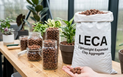 Best Guide to Use LECA for Plants