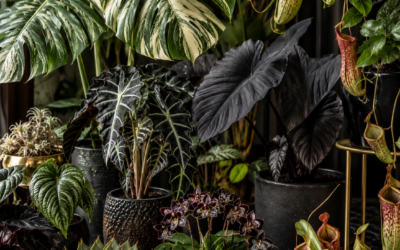 Rare and Unusual Plant Types With Exotic Beauty Most People Have Never Seen