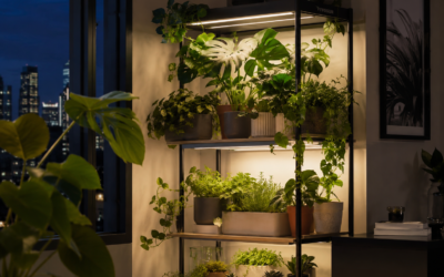Year-Round Guide to Strong, Healthy, and Happy Houseplants
