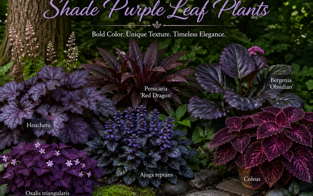 Shade purple leaf plants showcasing rich foliage color and texture, creating bold beauty and contrast in low-light garden spaces.