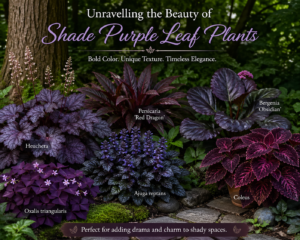 Shade purple leaf plants showcasing rich foliage color and texture, creating bold beauty and contrast in low-light garden spaces.