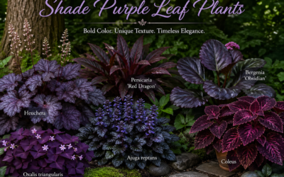 From Sublime to Spectacular: Unravelling the Beauty of Shade Purple Leaf Plants