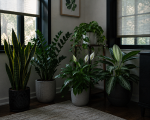 Low-light indoor plants near shaded windows in a dim room.