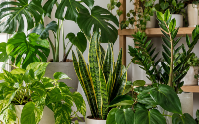 How to Tell If Your Plant Is Truly Healthy Before Problems Appear