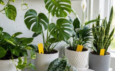 How to Get Rid of Fungus Gnats in Indoor Plants